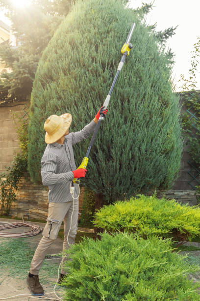 How Our Tree Care Process Works  in  West, TX